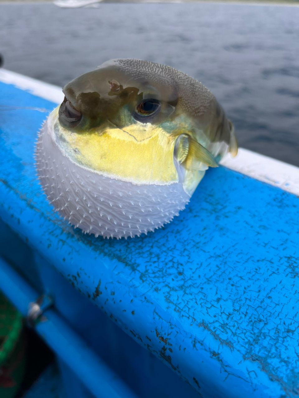 🪵炭火焼きのイワナ⛺️さんの釣果 3枚目の画像