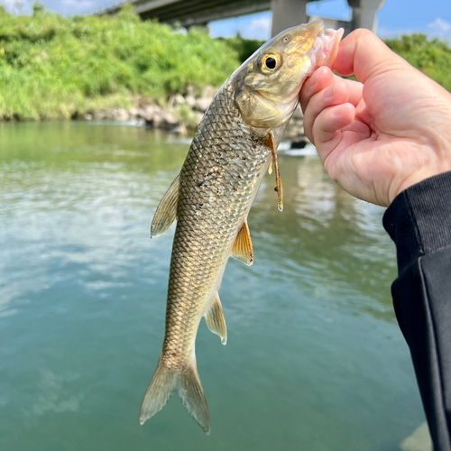 ニゴイの釣果