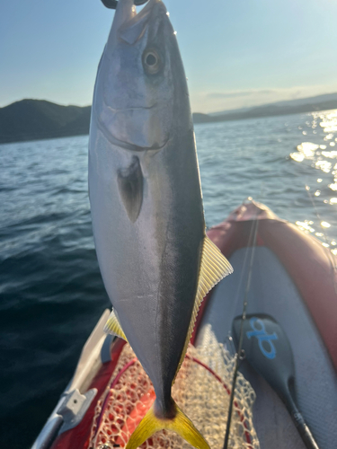 ワカシの釣果