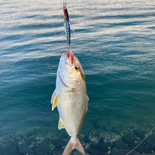 ネリゴの釣果