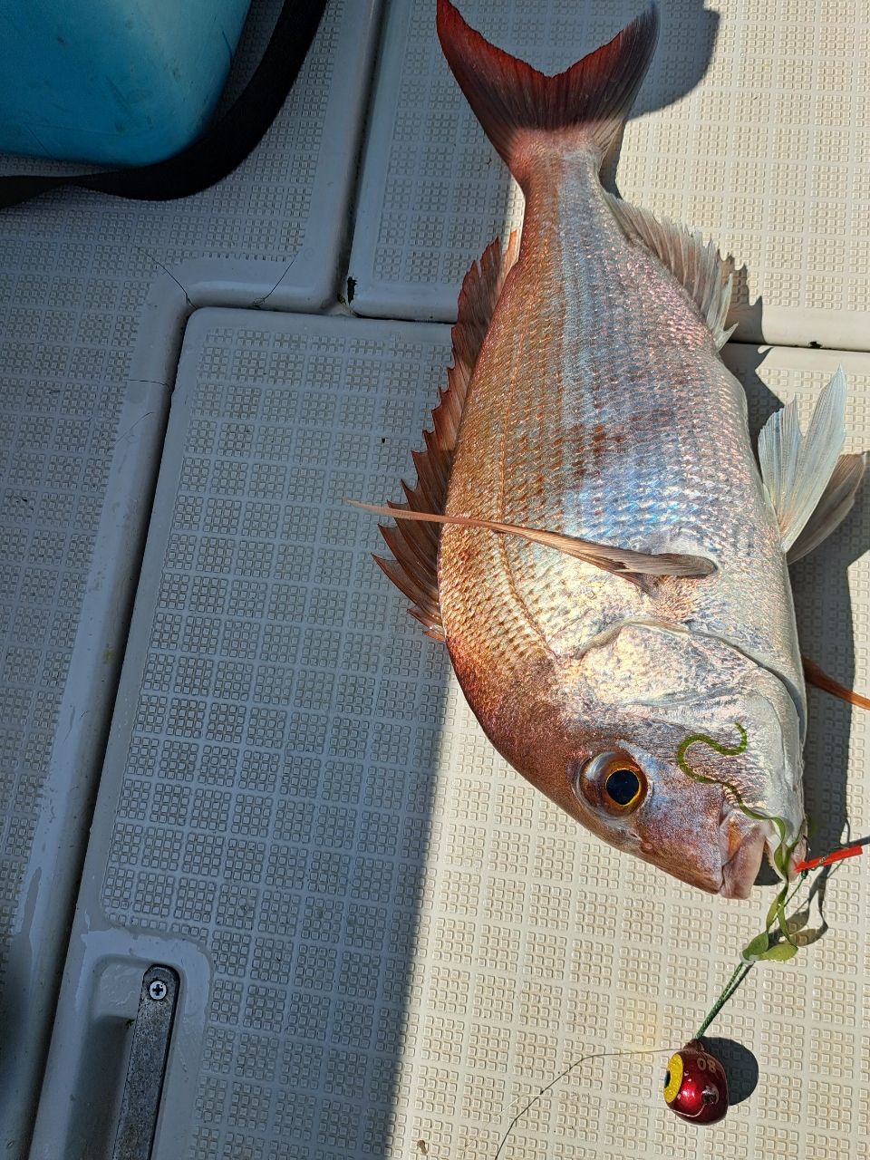 変酋長 (タイラバ96cm)さんの釣果 1枚目の画像