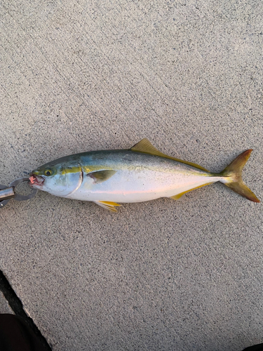 イナダの釣果