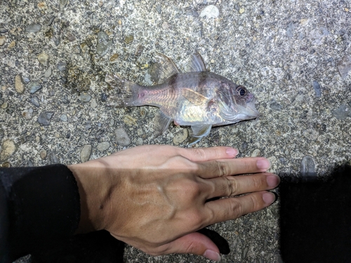 ネンブツダイの釣果