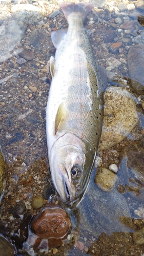 アマゴの釣果