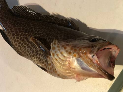 オオモンハタの釣果