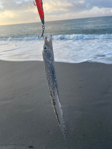 タチウオの釣果