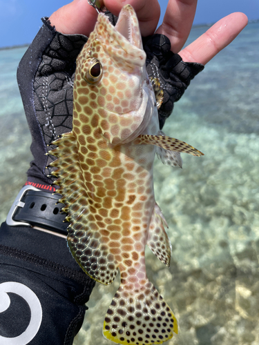 イシミーバイの釣果