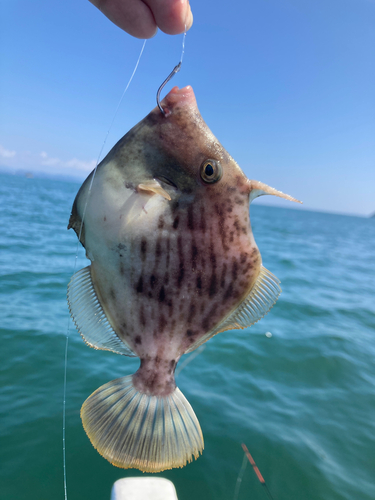 カワハギの釣果