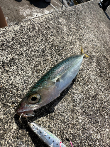 ソウダガツオの釣果