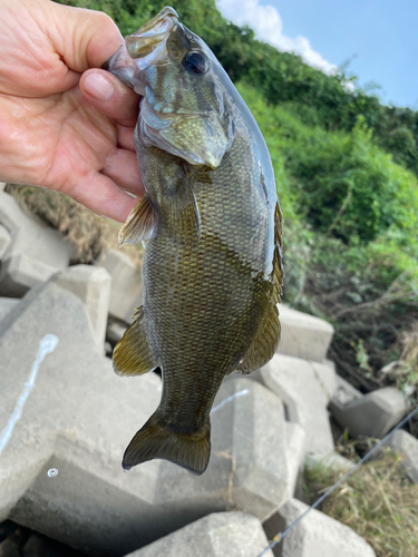 スモールマウスバスの釣果