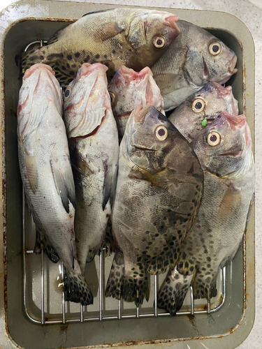 コショウダイの釣果