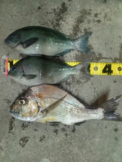 グレの釣果