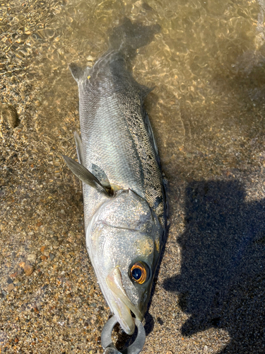 セイゴ（マルスズキ）の釣果