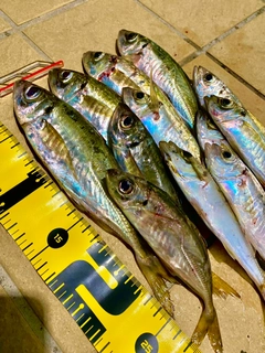 アジの釣果