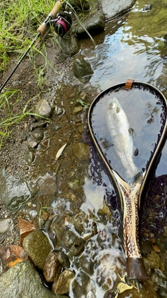 ニジマスの釣果