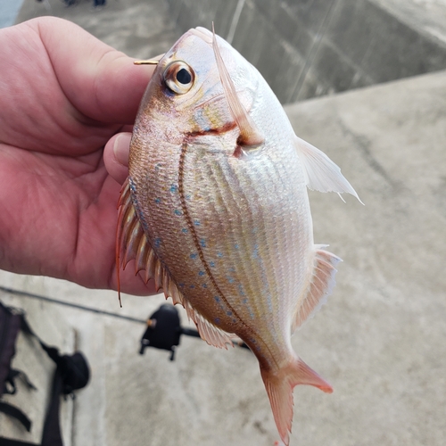 チダイの釣果