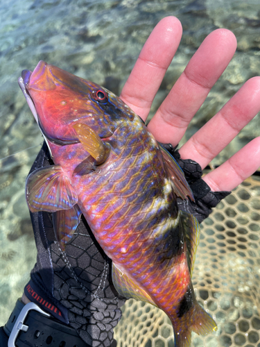 イシミーバイの釣果