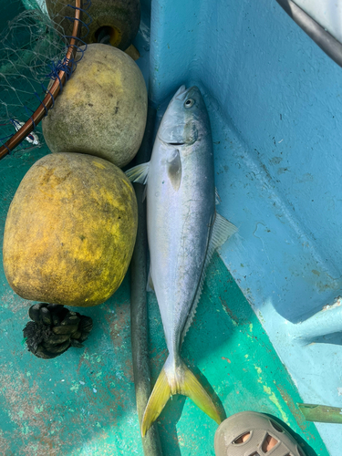 ワラサの釣果