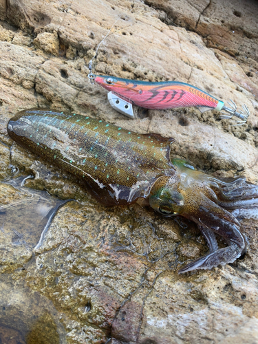 アオリイカの釣果