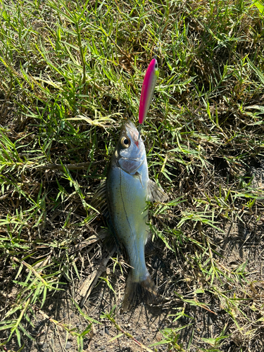 セイゴ（ヒラスズキ）の釣果