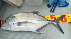 ロウニンアジの釣果