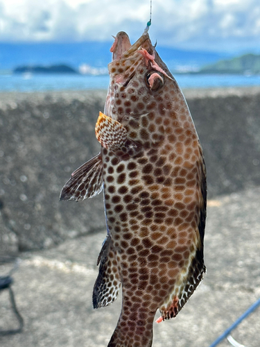 オオモンハタの釣果