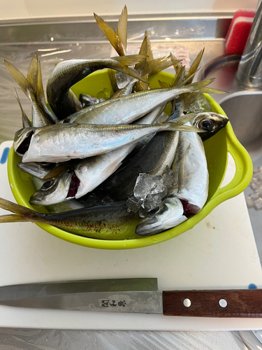 マアジの釣果