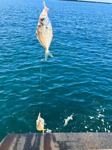 ヒイラギの釣果