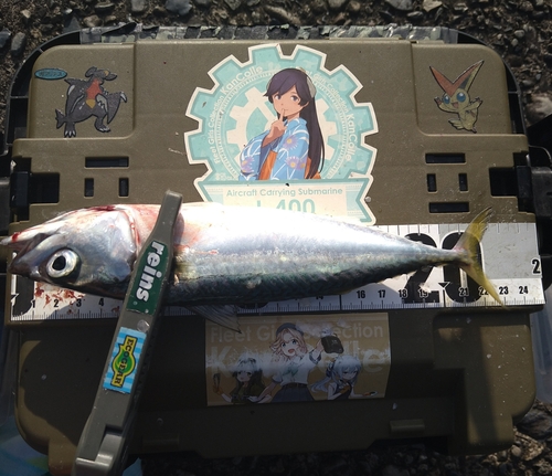 マサバの釣果