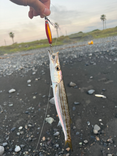 カマスの釣果