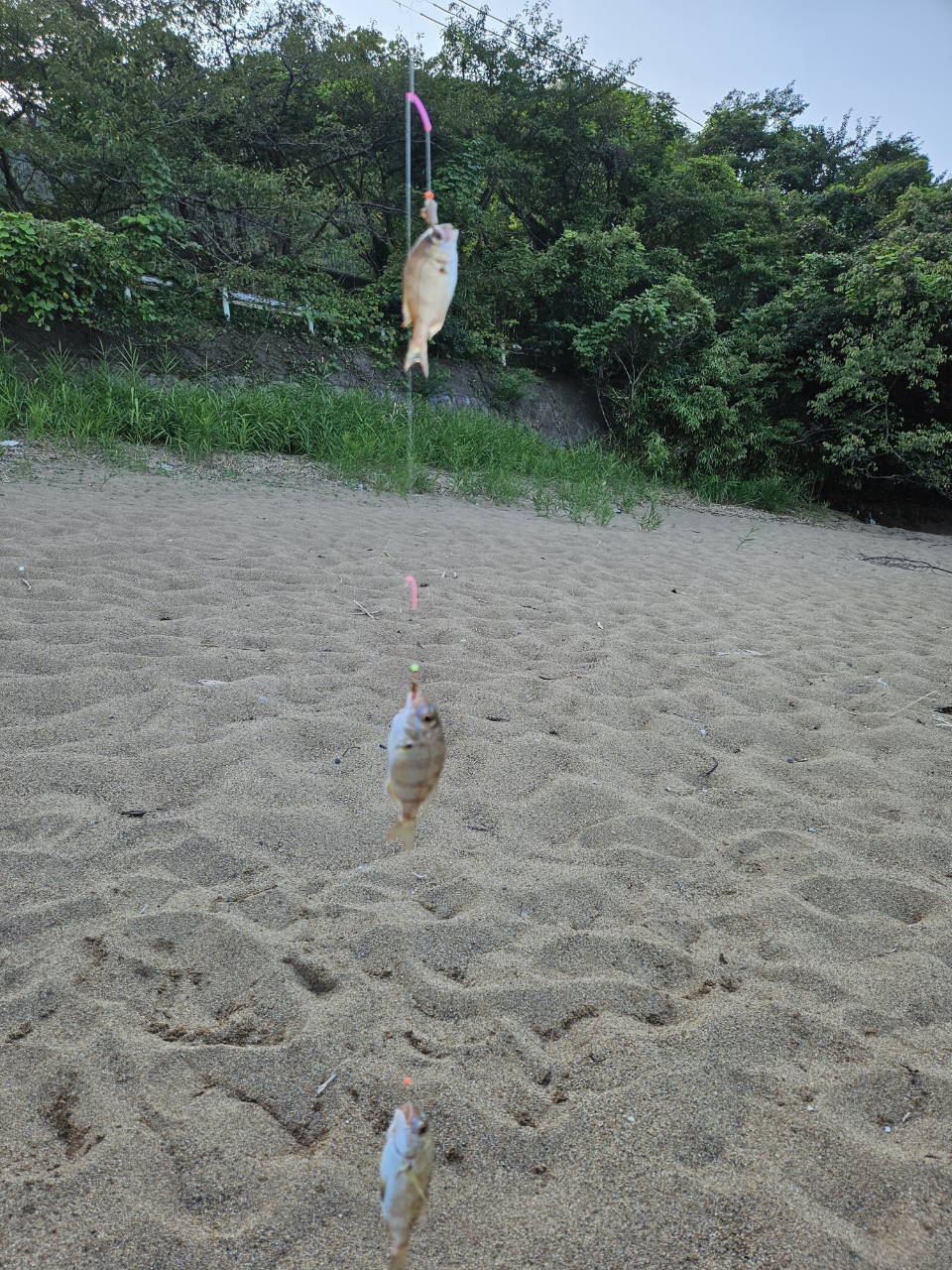 アオハタ