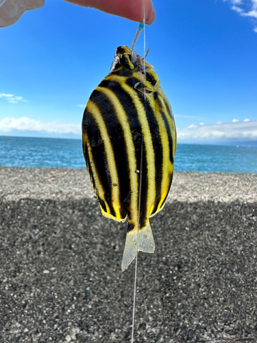 カゴカキダイの釣果