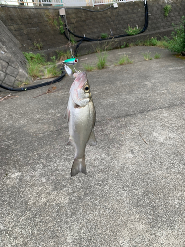 セイゴ（ヒラスズキ）の釣果