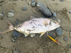 ショゴの釣果