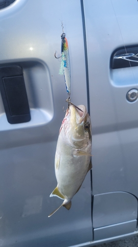 ショゴの釣果