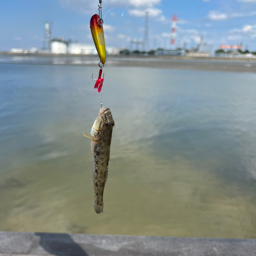 マハゼの釣果