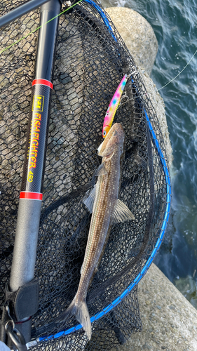 エソの釣果