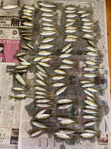 アジの釣果