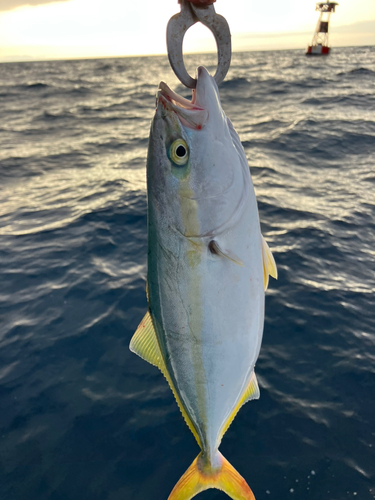 イナダの釣果