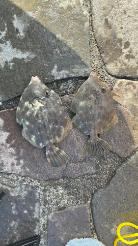 カワハギの釣果