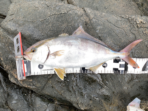 ショゴの釣果