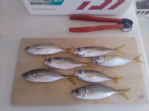 アジの釣果