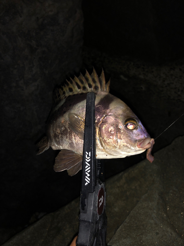 コショウダイの釣果