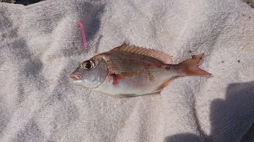 チャリコの釣果