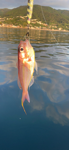 イトヨリダイの釣果