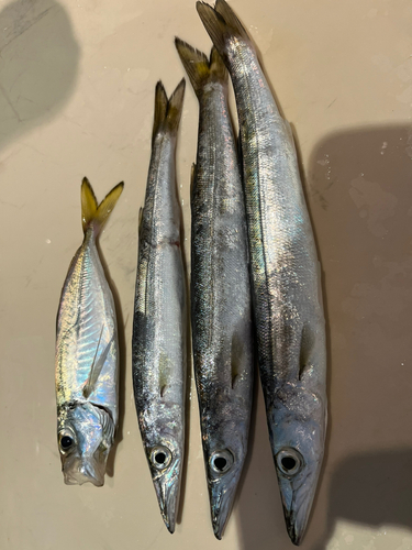 カマスの釣果