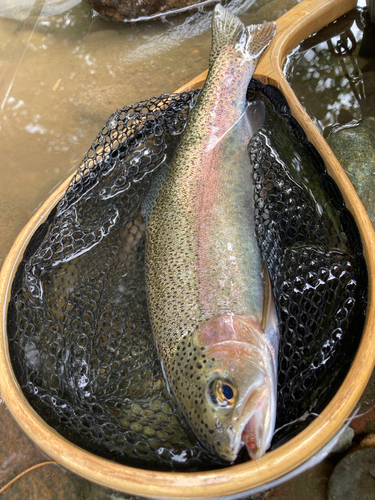 ニジマスの釣果