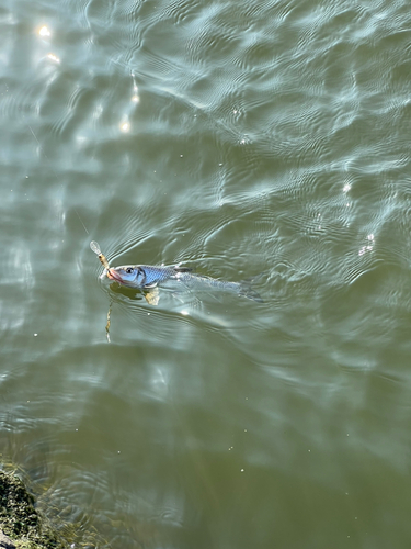 ニゴイの釣果