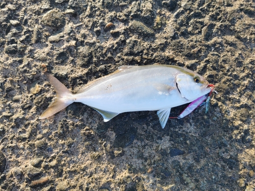 ショゴの釣果