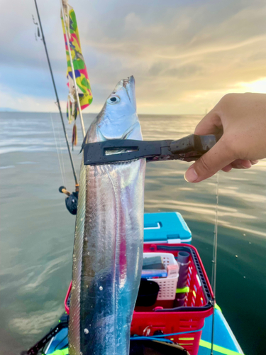 タチウオの釣果